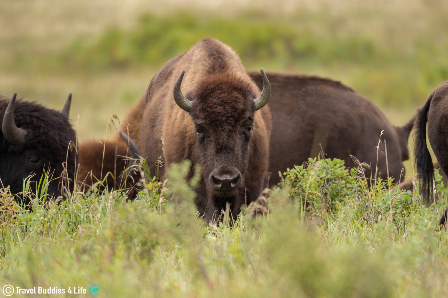 Canada: The Bison of Riding Mountain | Travel Buddies for Life