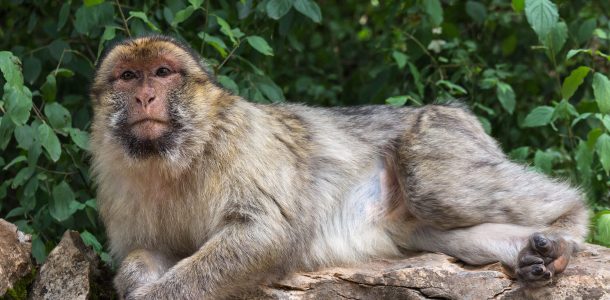 A Lazy Barbary Macaque Relaxing on Some Rocks in Southern France's Rocamadour Monkey Park, Europe
