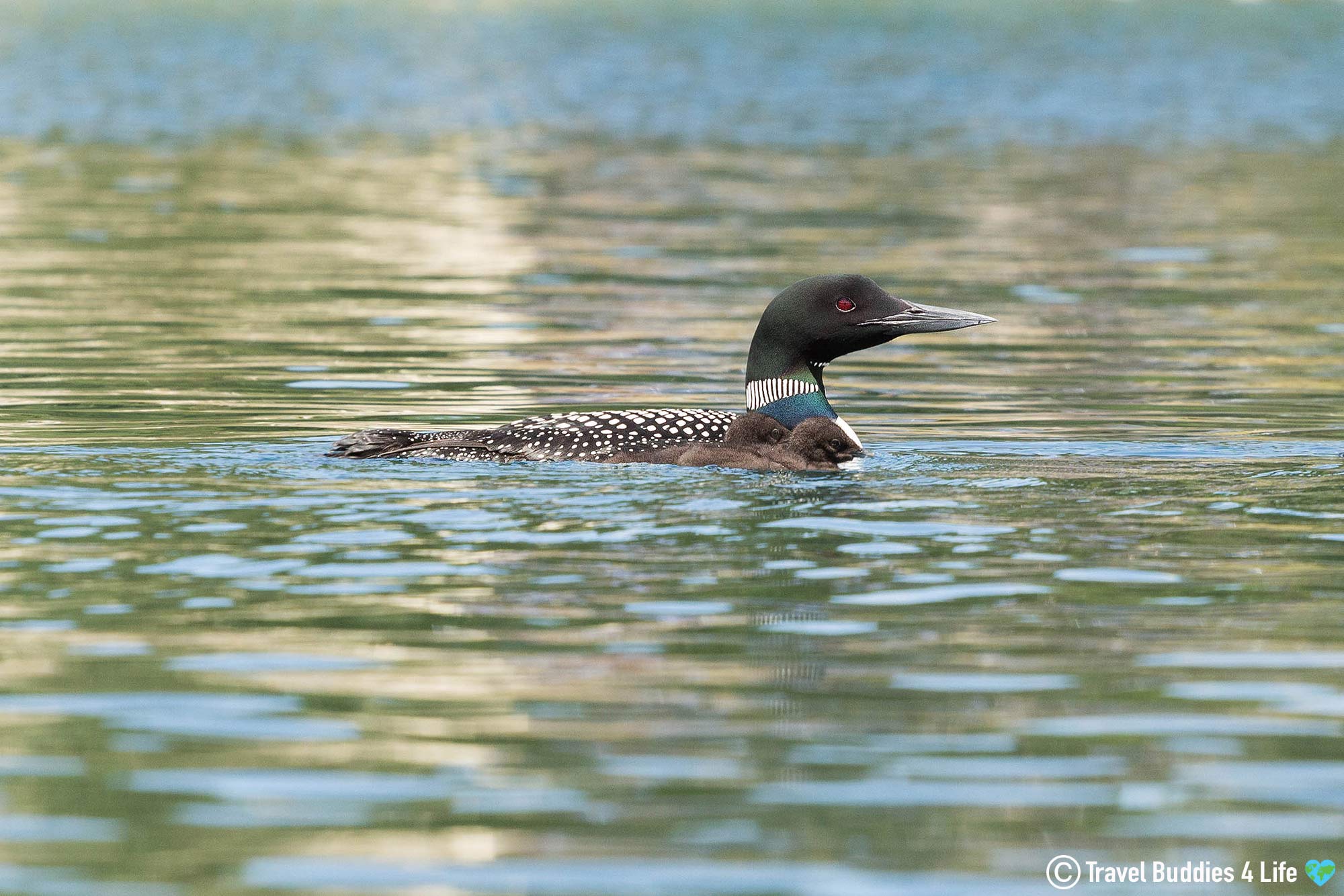 A Mother Loon And Her Babies Swimming Together At The Surface Of A Beautiful Lake In Northern Ontario, Canada