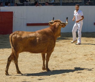 A Spanish Bull Festival in Northern Spain, Europe