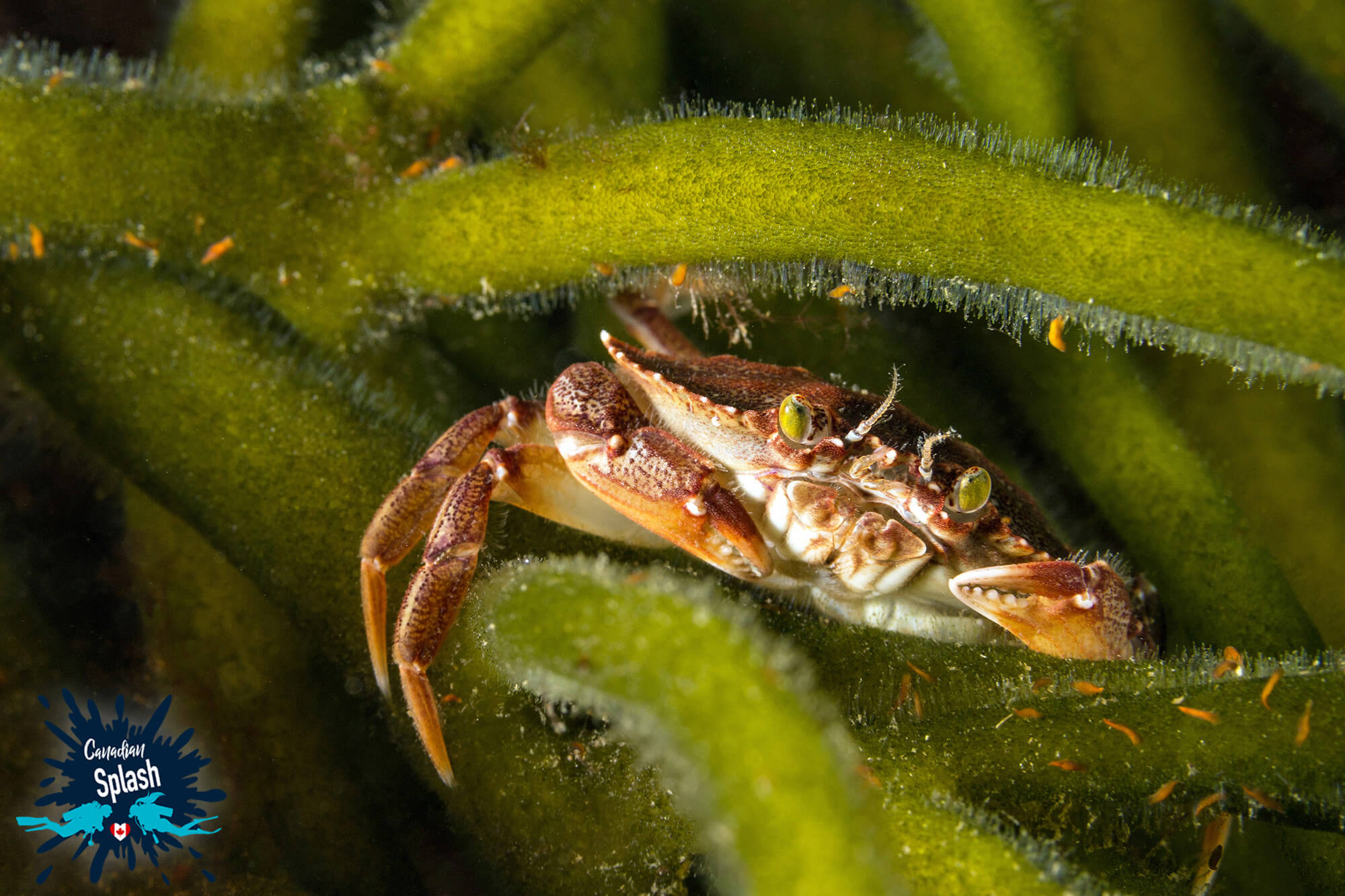 Rock Crab Peeking Out of the Green Sea Weed in Nova Scotia