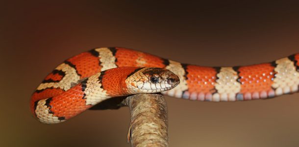 Costa Rican King Snake on a Branch