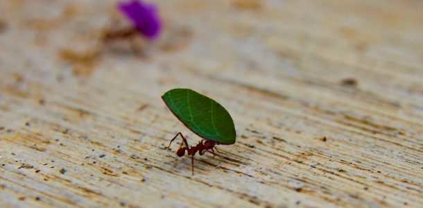 Leaf Cutter Ants at Work