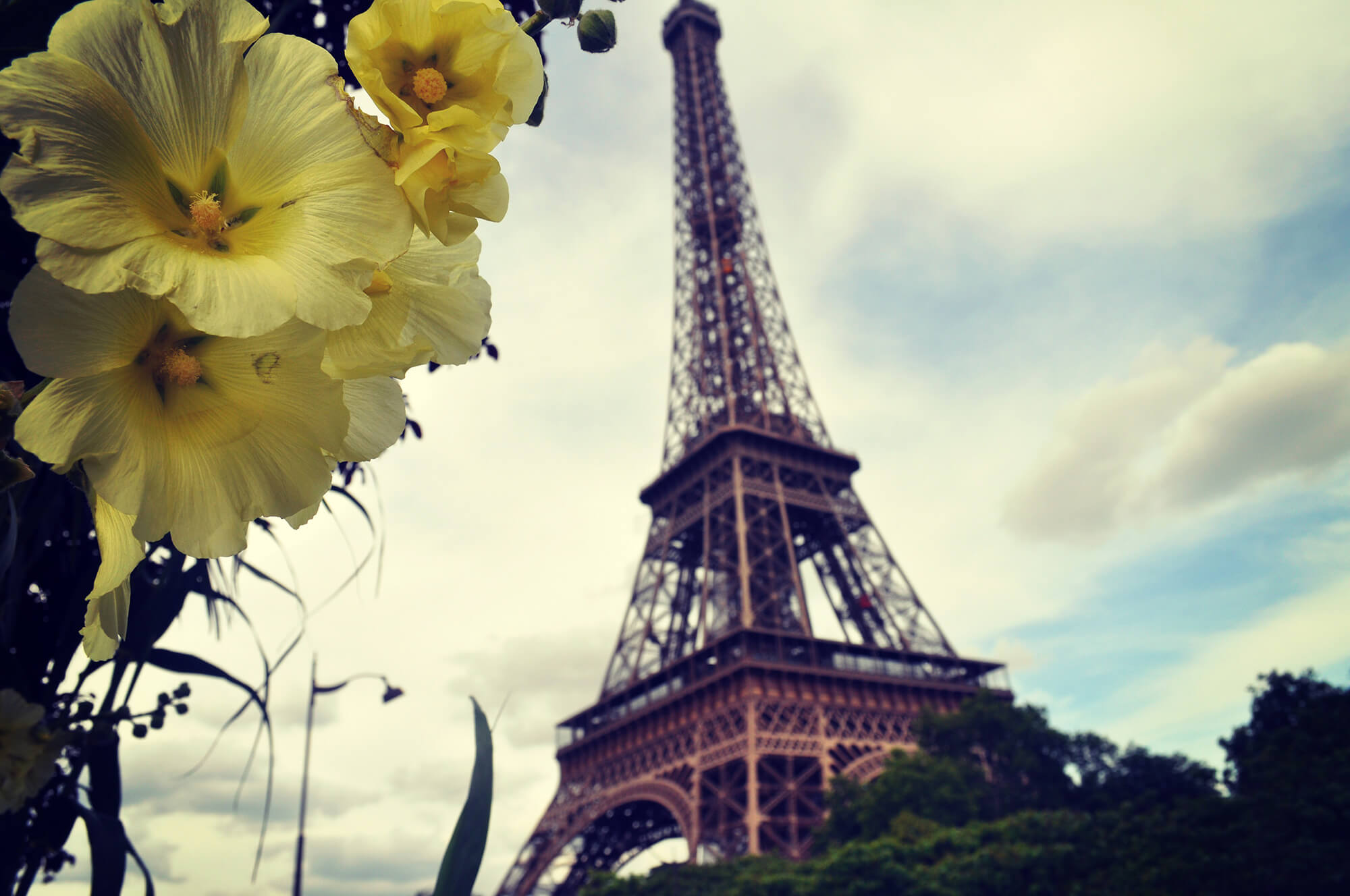 Paris Tower and Flowers