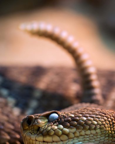 Snakes Found In Costa Rica Travel Buddies For Life