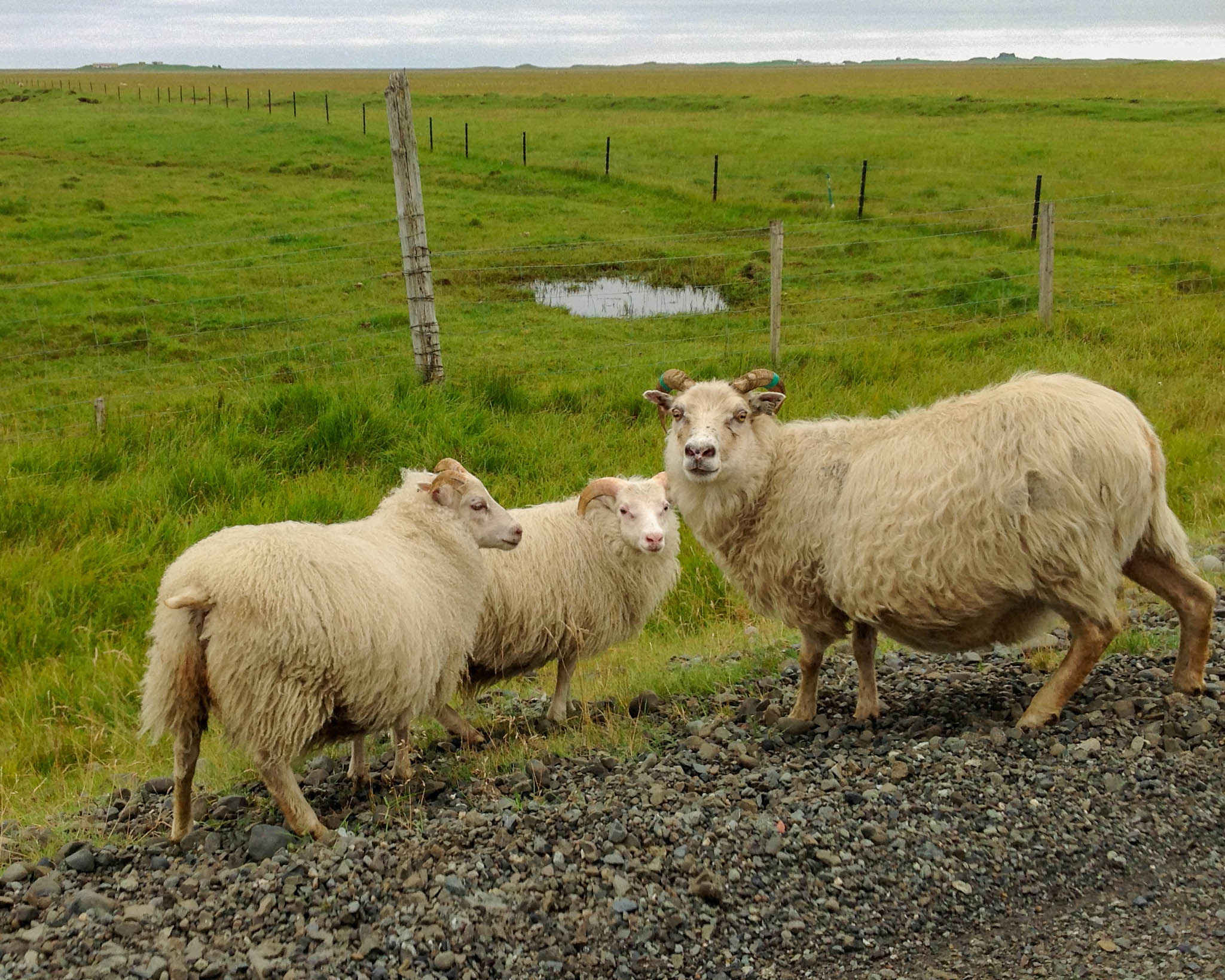 Icelandic Sheep Near the Side of the Road