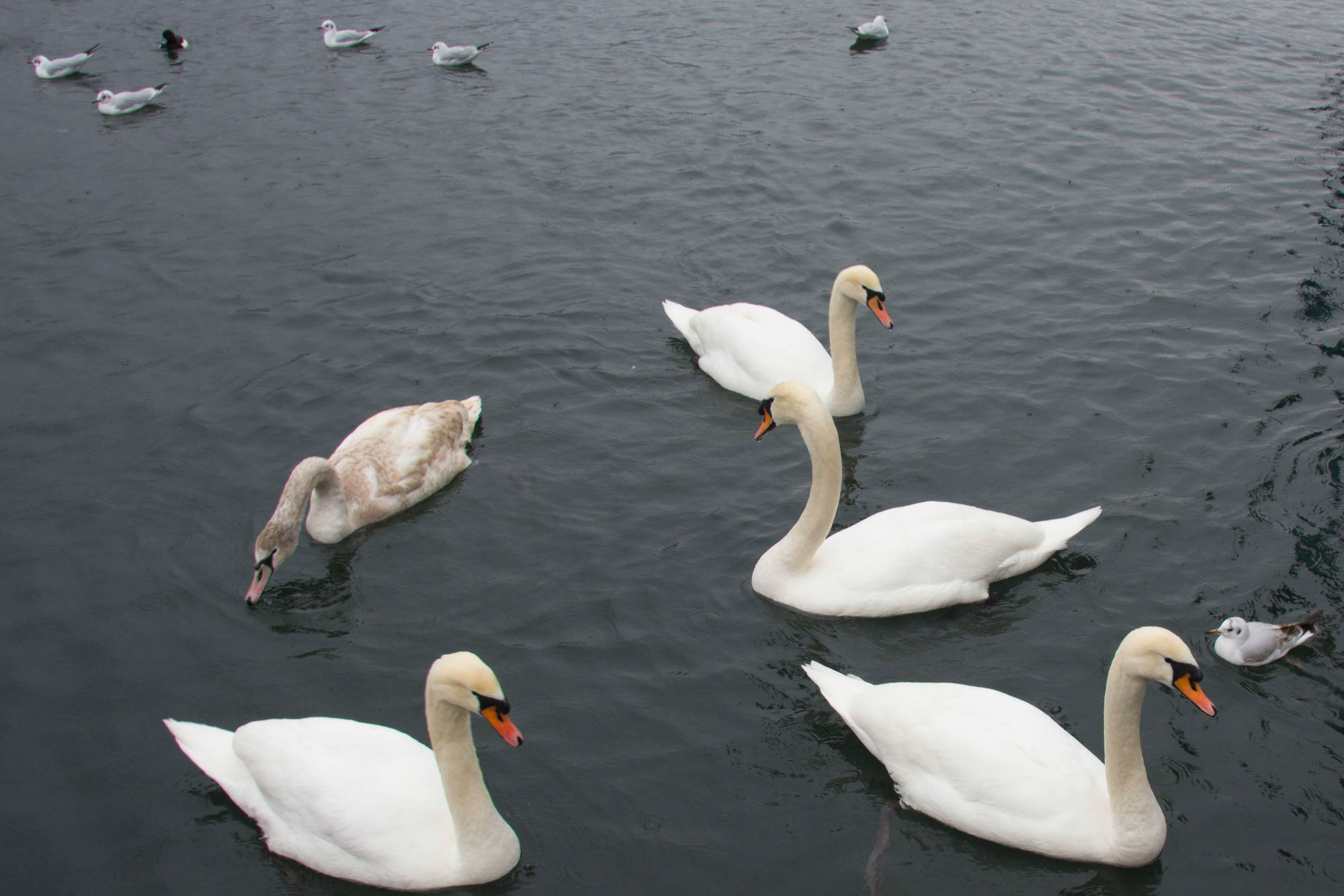 Some Swans On The Lakes Of Switzerland