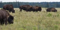 The Plain Bison Of Riding Mountain National Park In Manitoba, Canada