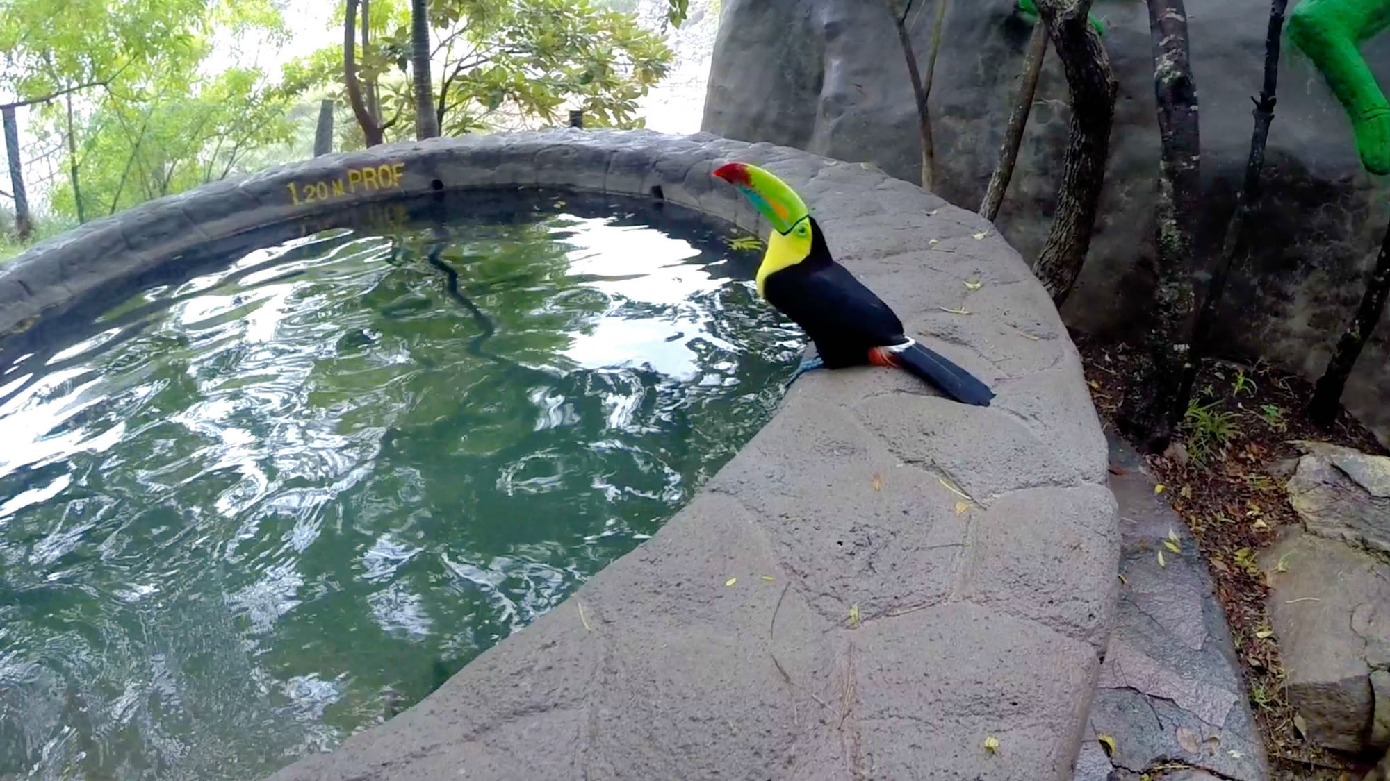 A Toucan at the Costa Rica Tour Pool