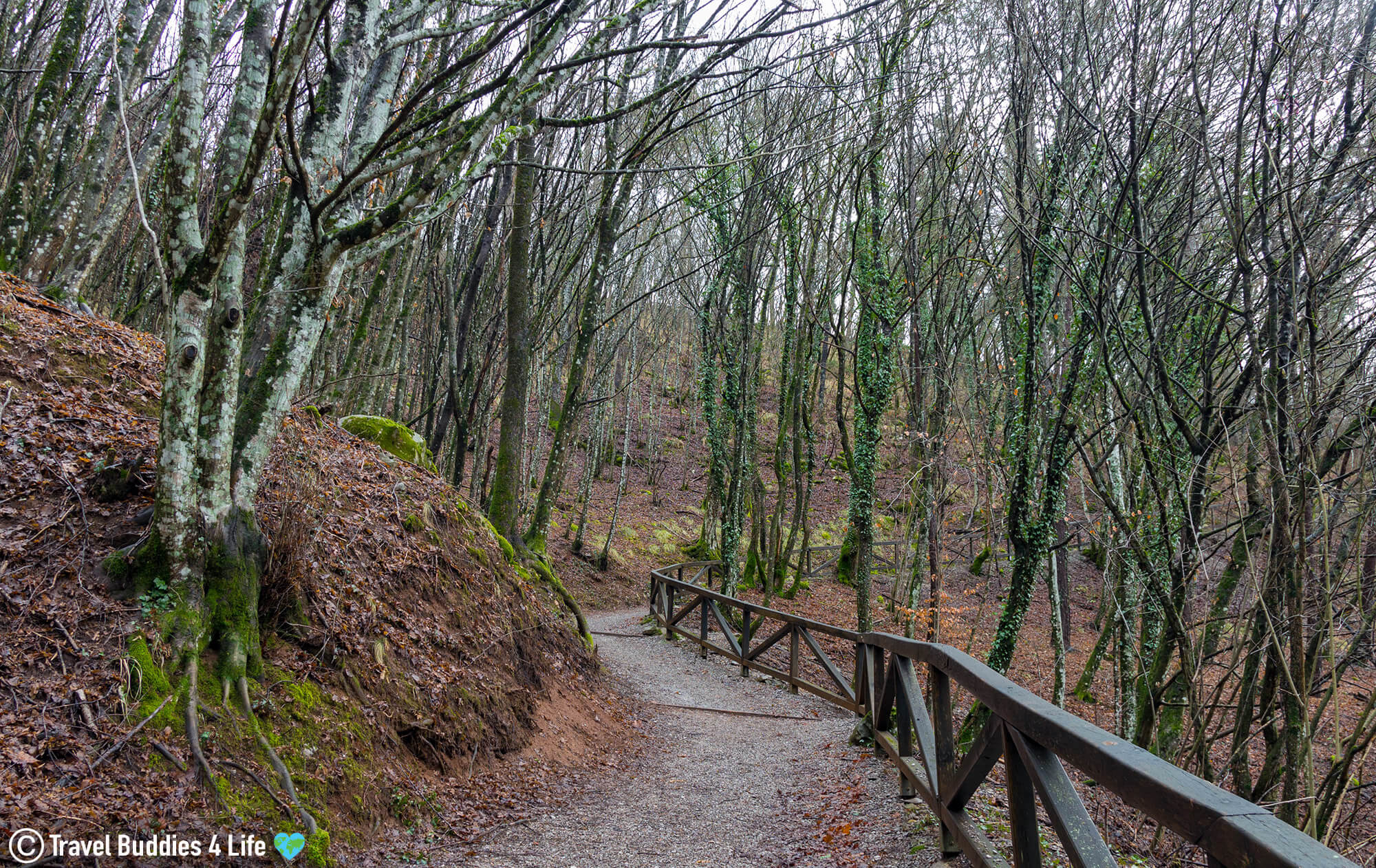Walking Through the Woods of the Karst Region to the UNESCO Heritage Site Škocjan Caves in Slovenia, Europe