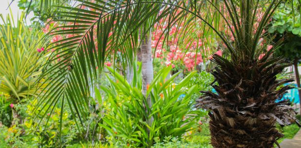Tropical Oasis Palm Tree