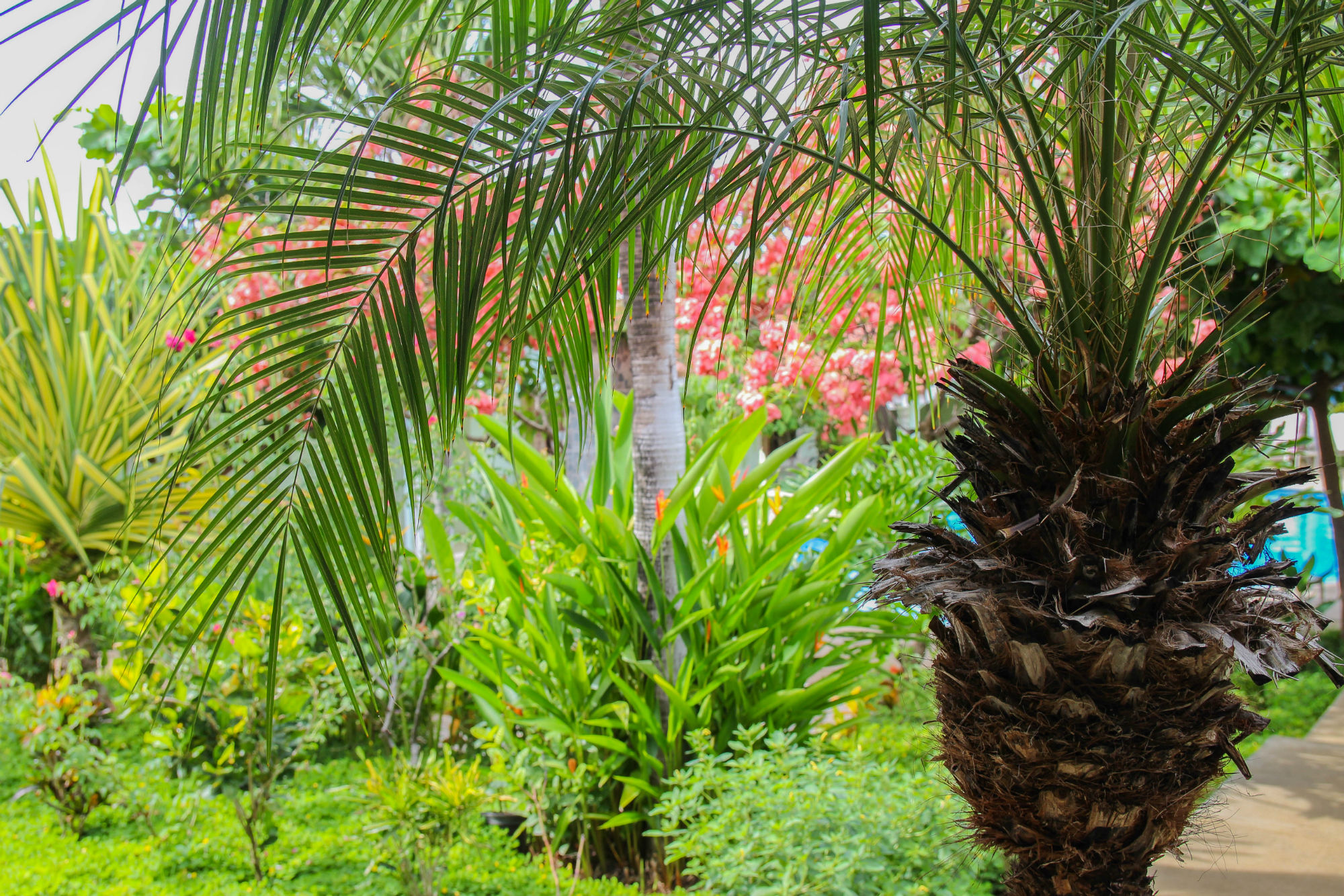 Tropical Oasis Palm Tree
